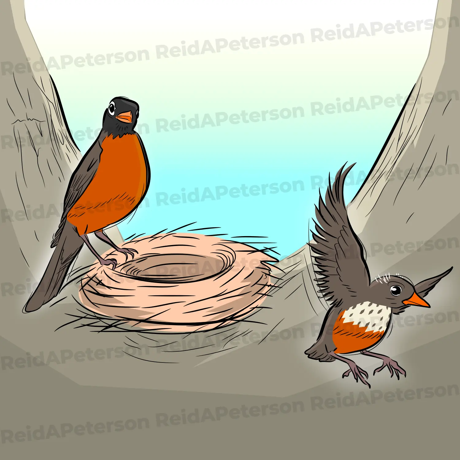 Color illustration of an adult American robin perched by a nest while a young fledgling spreads its wings to fly.
