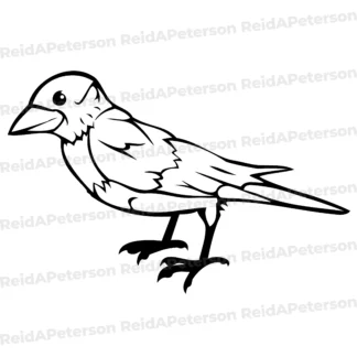 Hi-Res JPG Stock Image "Crow Raven Bird Standing Wing Tail Isolated"